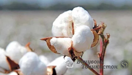 Бо нони деҳқонӣ