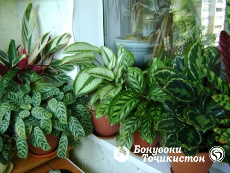 Гулпарварӣ