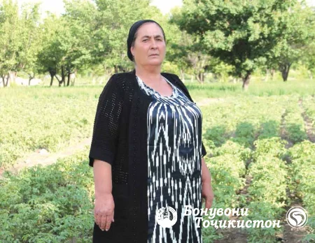 Картошкапарварӣ - соҳаи муҳими кишоварзӣ