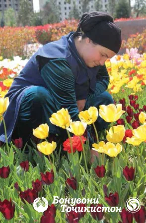 Андар миёни гулҳо